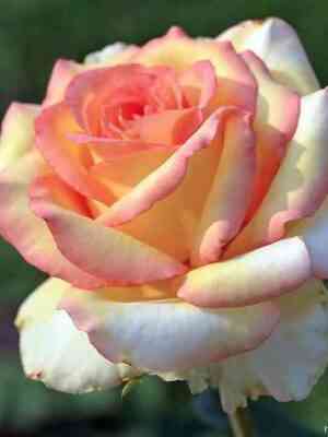 106918017_0_c21b4_b295ce45_xl_optimized.jpg София Лорен (Sophia Loren)