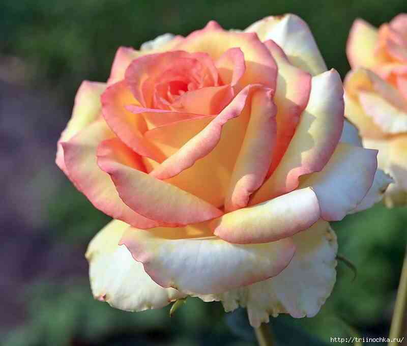 София Лорен (Sophia Loren)