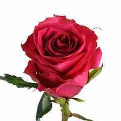 Милица (Militsa)