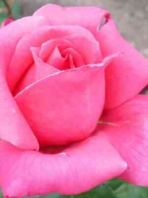 259_big.jpg Шакира (Shakira)