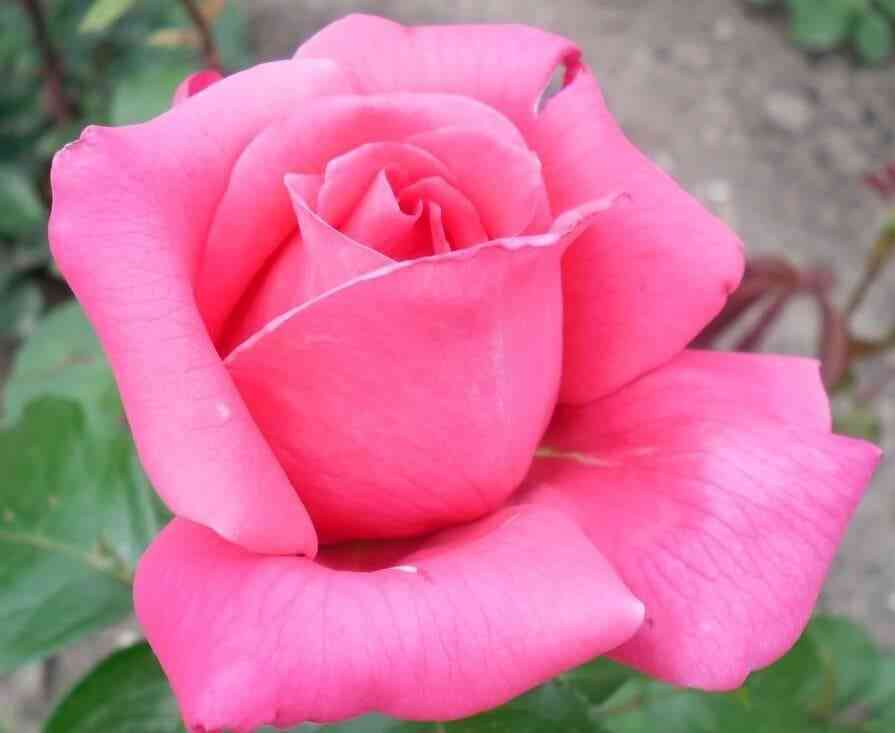 Шакира (Shakira)