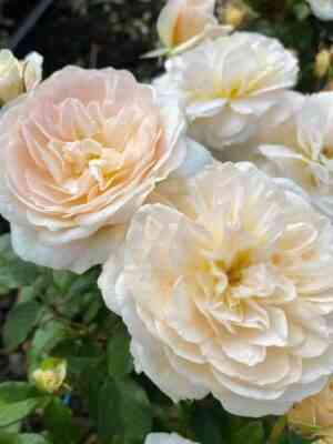 3ur4ktoen_00001.jpg Чарити (Charity)