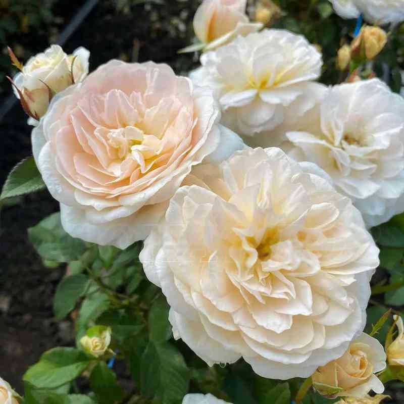 Чарити (Charity)