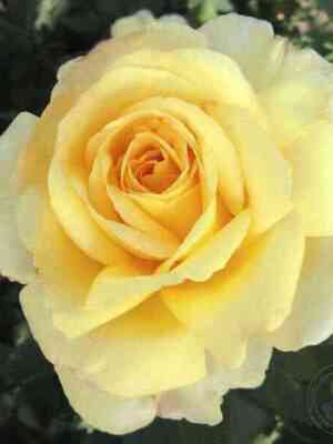 48739.jpg Голден Силк/Мелисса (Golden Silk/Melissa)