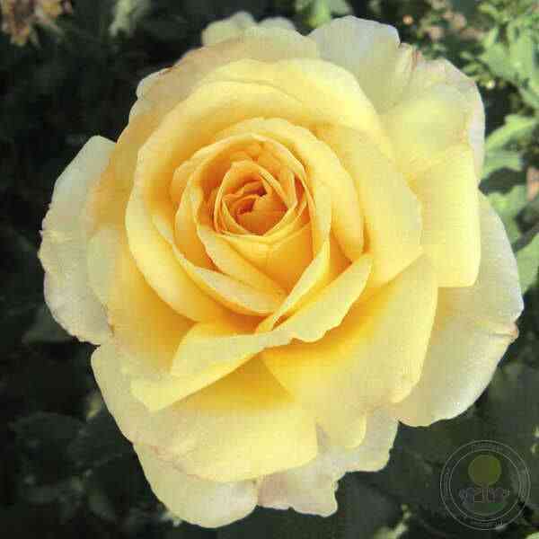 48739.jpg Голден Силк/Мелисса (Golden Silk/Melissa)