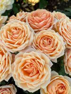 Йорс ин Континент Френдшип (Yours in Continued Friendship)