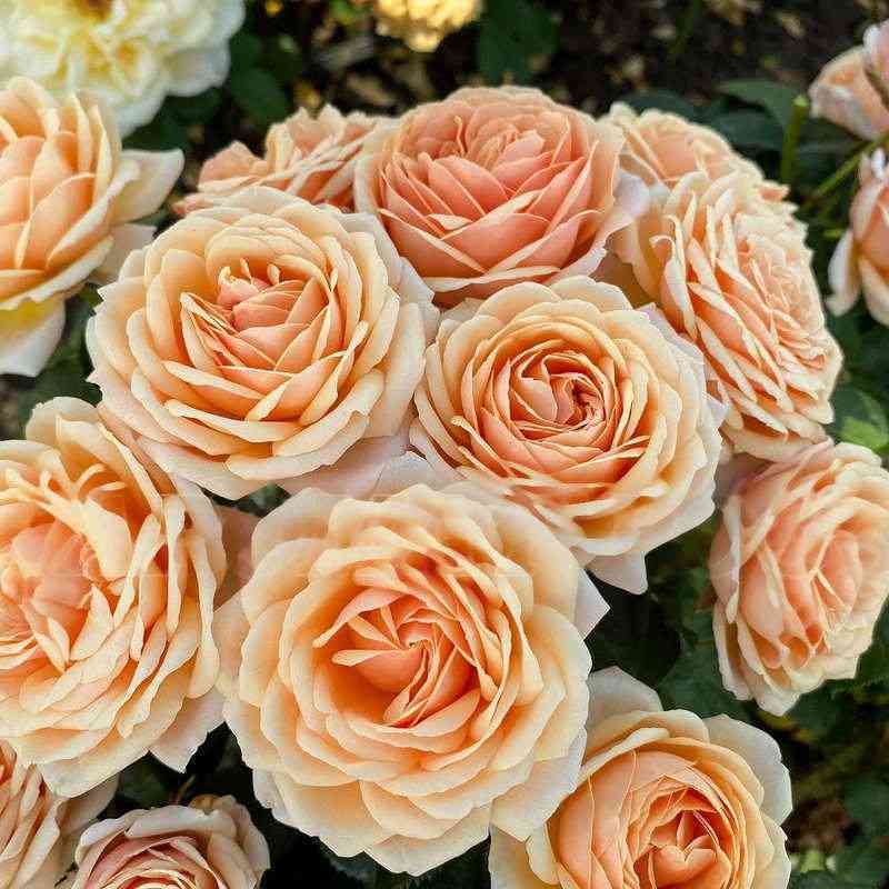 Йорс ин Континент Френдшип (Yours in Continued Friendship)