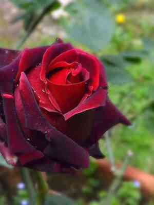 Норита (Norita)