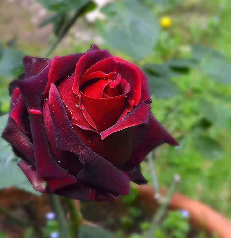 Норита (Norita)