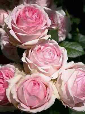 763.jpg Ферст Леди (First Lady)