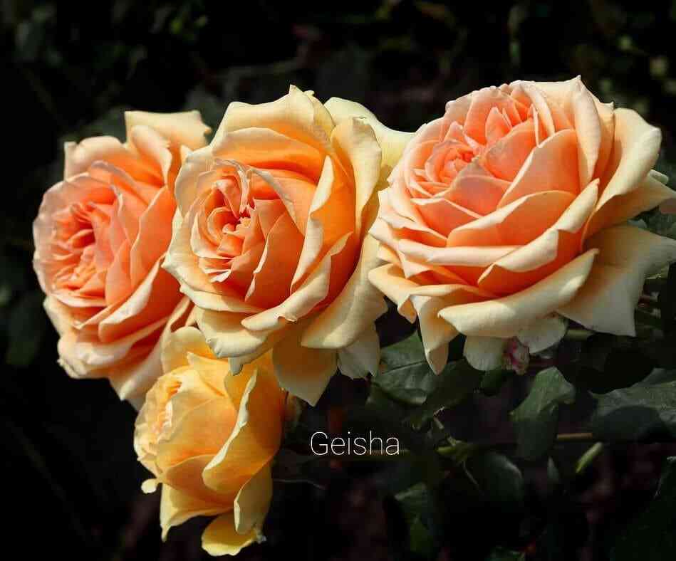 833.jpg Гейша (Geisha)