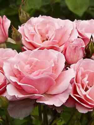 Квин Элизабет (Queen Elizabeth)