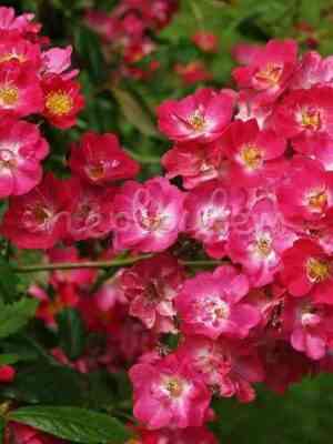 Робин Гуд (Robin Hood)