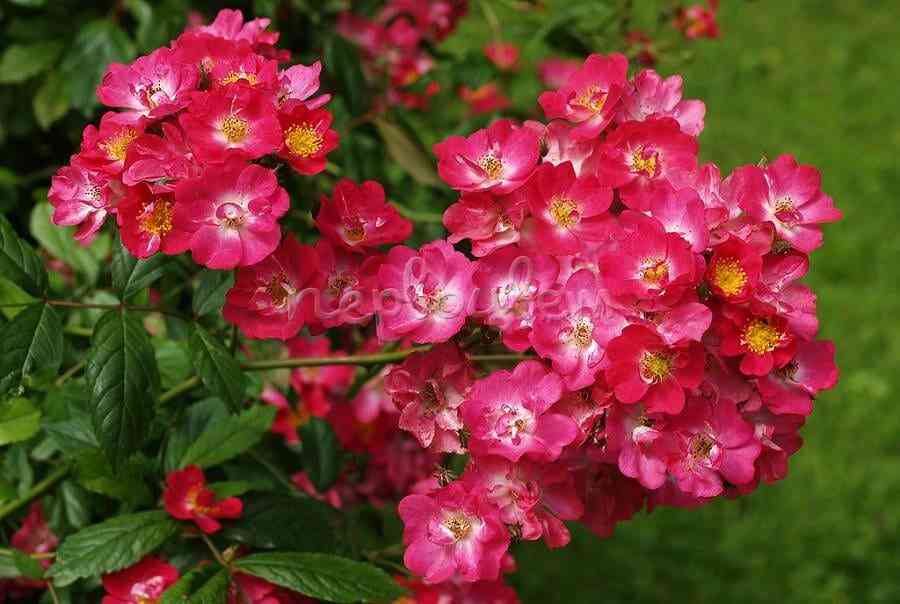 Робин Гуд (Robin Hood)