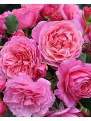 Абдиэль (Abdiel)