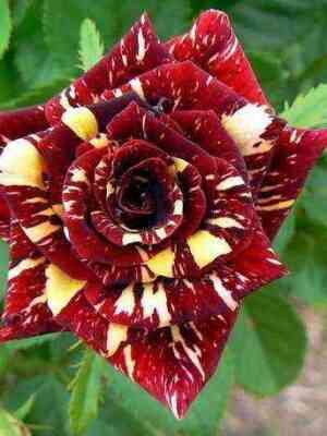 Абракадабра (Abracadabra)