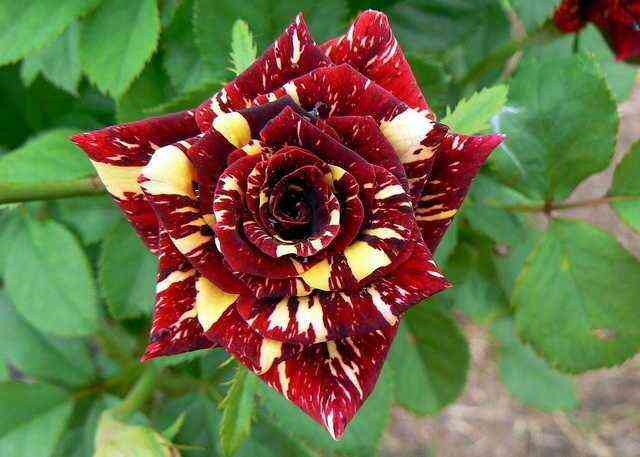 Абракадабра (Abracadabra)