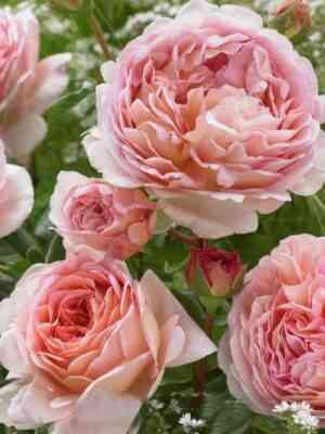 Абрахам Дерби (Abraham Darby)