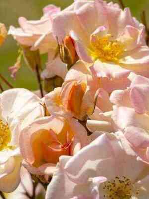 Абсолютмент Клауд (Absolument Claude)