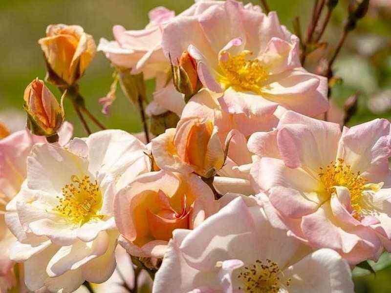 Абсолютмент Клауд (Absolument Claude)