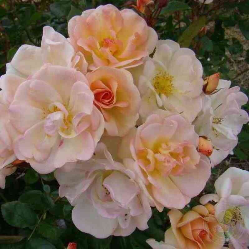 Абсолютмент Клауд (Absolument Claude)