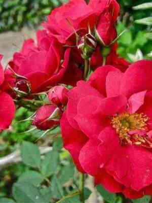 Аделаида Худлес (Adelaide Hoodless)