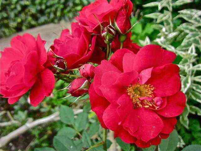 Аделаида Худлес (Adelaide Hoodless)