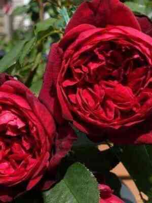 Адмирал (Admiral)