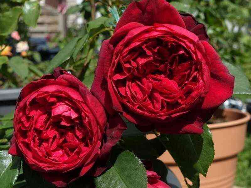 Адмирал (Admiral)