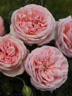 Афродита (Aphrodite)