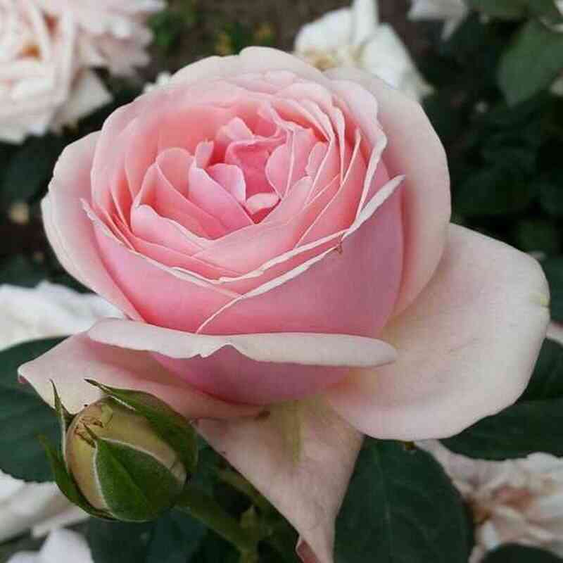 afrodita1.jpg Афродита (Aphrodite)