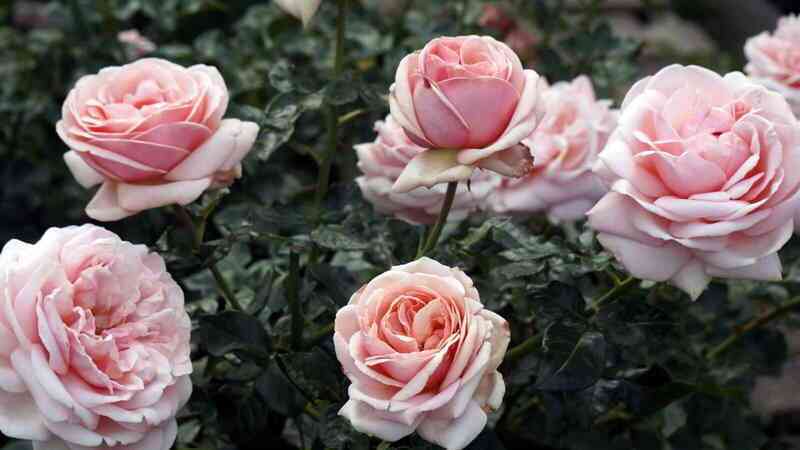 afrodita3.jpg Афродита (Aphrodite)