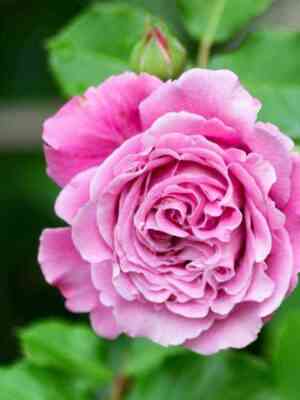 Агнес Шиллигер (Agnes Schilliger)