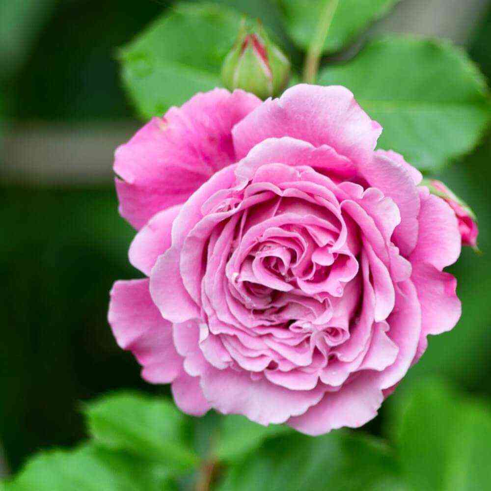 Агнес Шиллигер (Agnes Schilliger)