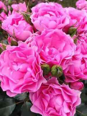 Ай Эм Грейтфул (I Am Grateful)