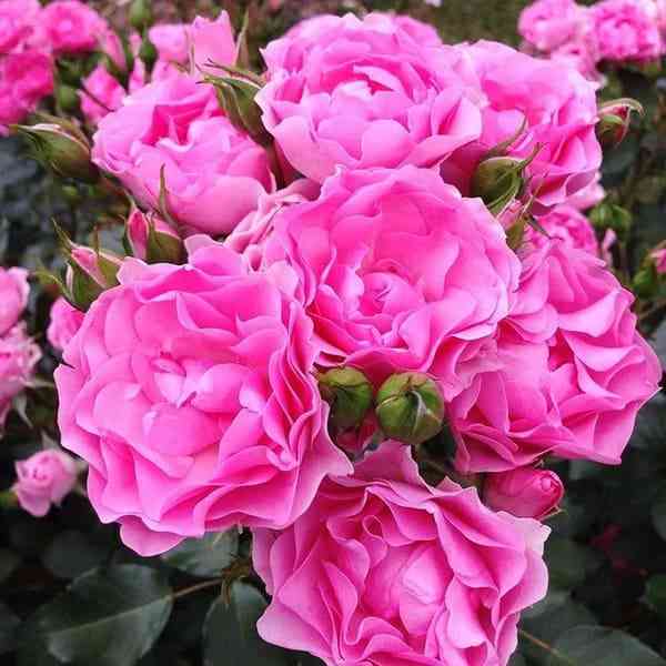 aj-em-grejtful.jpg Ай Эм Грейтфул (I Am Grateful)