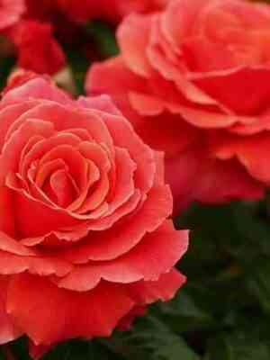 Ай Эм Макмиллан (I Am Macmillan)