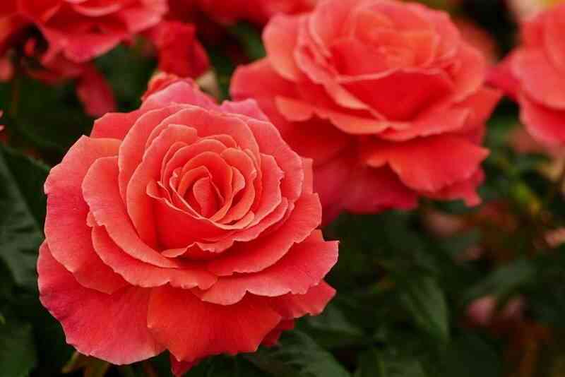 Ай Эм Макмиллан (I Am Macmillan)