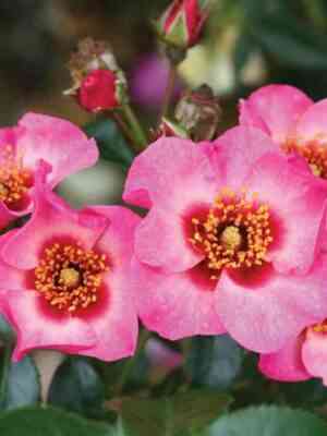 Ай Он Ми (Eye On Me)