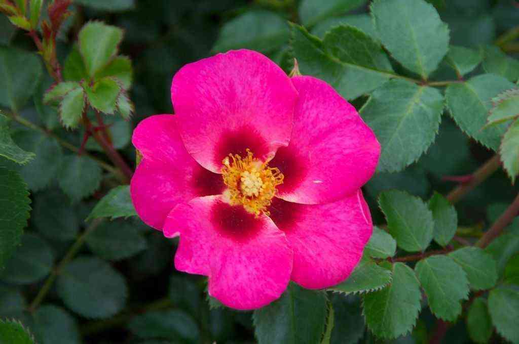 Ай ту Ай (Eye to Eye)