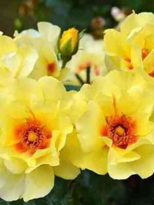 ajkonik-eyeconic_optimized.jpg Айконик (Eyeconic)