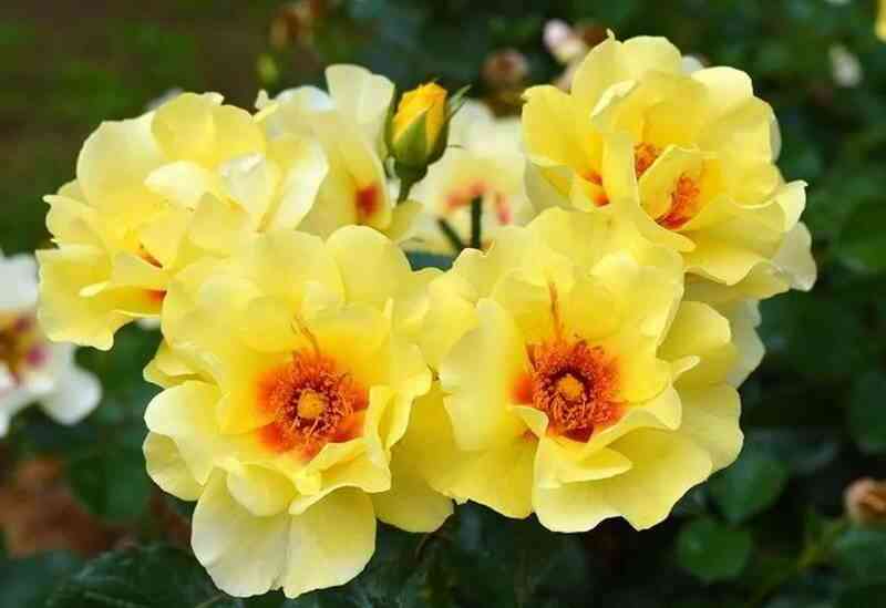 Айконик (Eyeconic)