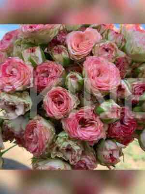 ajopiner.jpg Айопинер (Eyeopener)