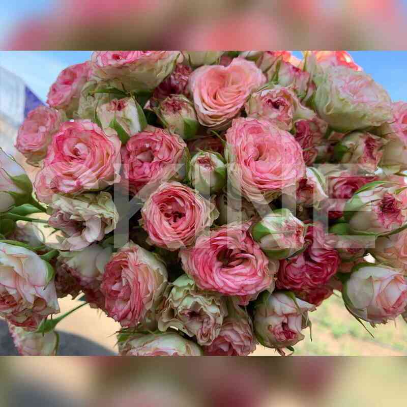 Айопинер (Eyeopener)