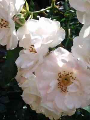 ajs-mejyandekor-ice-meillandecor_optimized.jpg Айс Мейяндекор (Ice Meillandecor)