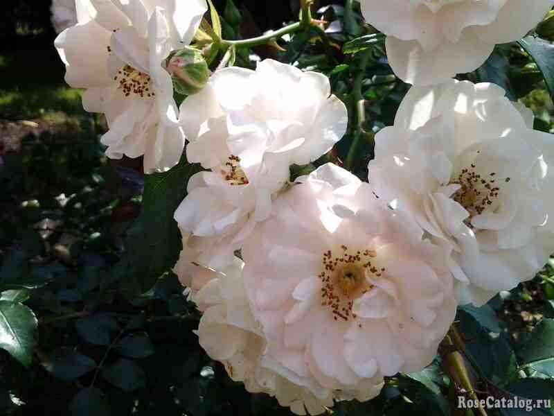 ajs-mejyandekor-ice-meillandecor_optimized.jpg Айс Мейяндекор (Ice Meillandecor)