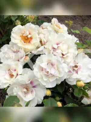 ajs_fo_yu.jpg Айс фо Ю (Eyes for You)