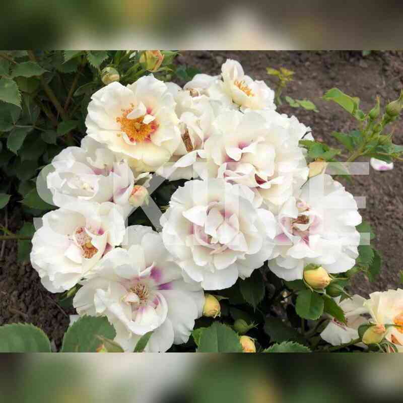 Айс фо Ю (Eyes for You)