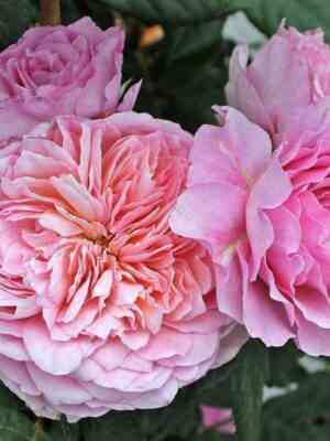 ajsfogel.jpg Айсфогель (Eisvogel)