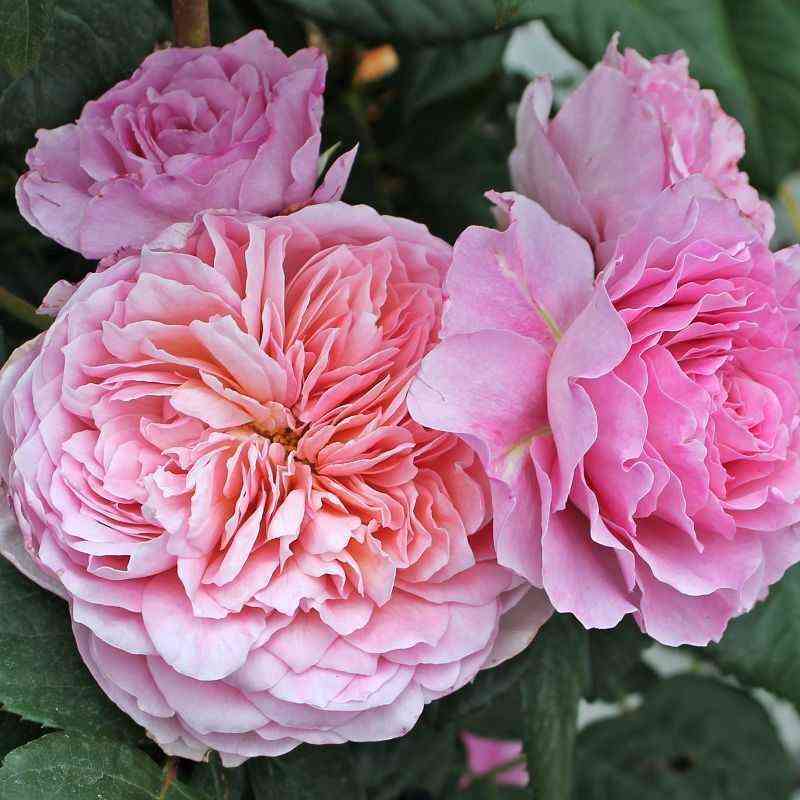 ajsfogel.jpg Айсфогель (Eisvogel)